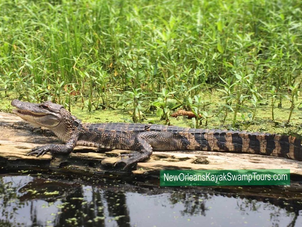 A cartoon owl holding a cell phone.